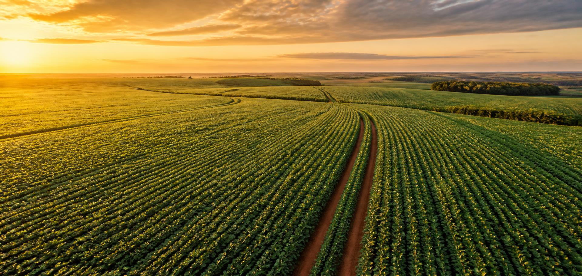 Grandes plantações ao entardecer